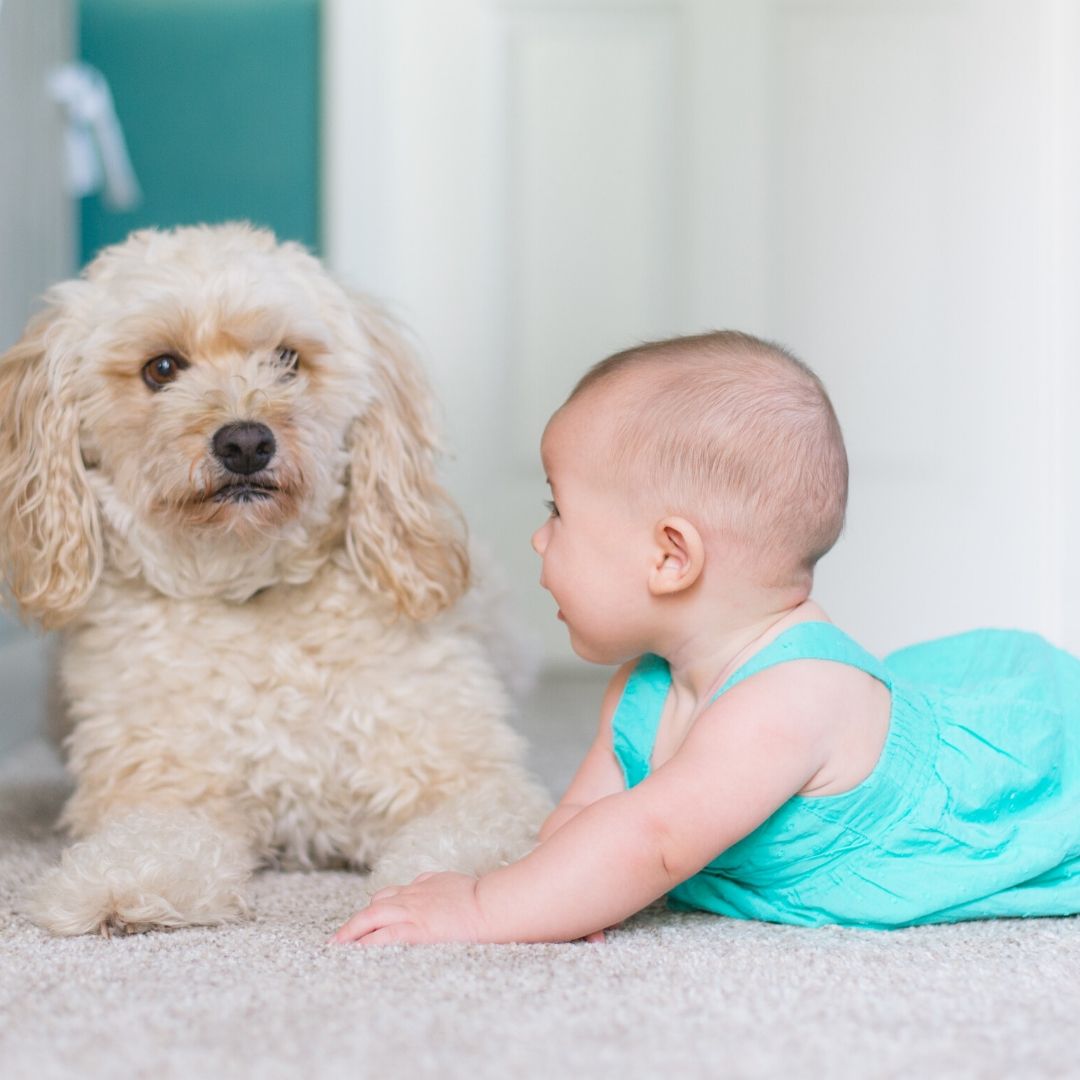 CleanLiving_AntibacterialFlooringInstallation